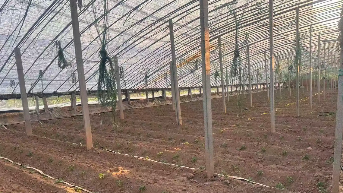 “中国蔬菜之乡”最高温达41.8℃热搜配图