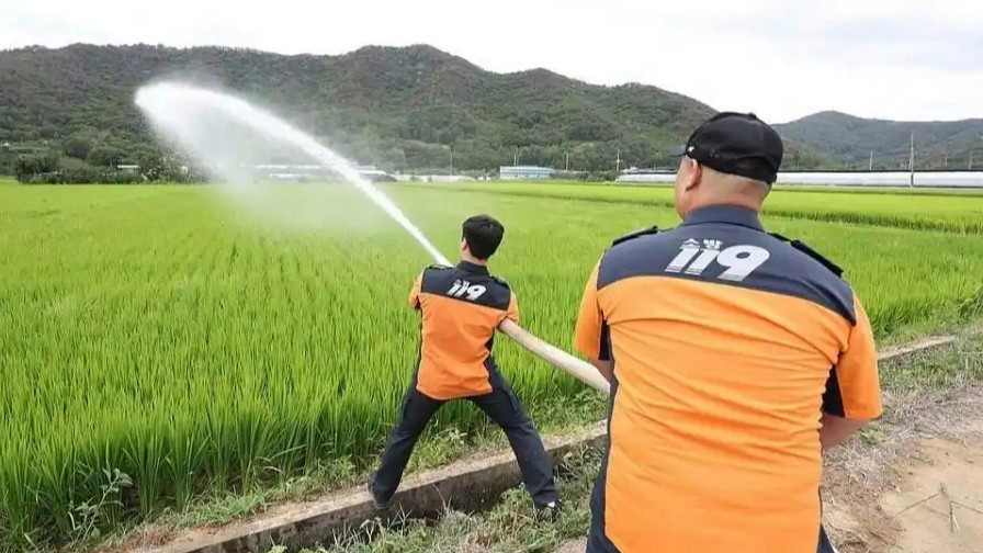 韩国热到土豆在地里“煮熟”热搜配图